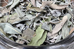 日本産ホワイトセージ(Japanese White Sage cure)(セイジ・seiji・ヤクヨウサルビア・ハーブ・Salvia) B級お買い得品 葉のみグラム単位量り売り
